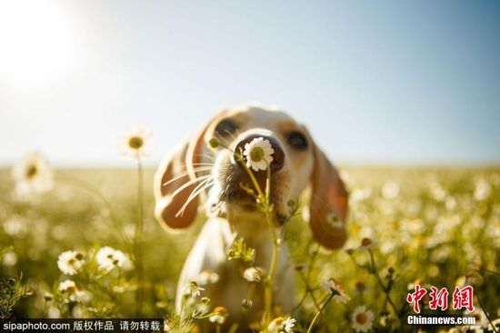  621ϢӢThe Kennel Clubɳÿ궼ҪһΪȹʦվȫӢҲǰʷƾõĹӰǰɳ2017ȵĻƷͼƬԴSipachina ȨƷ ת