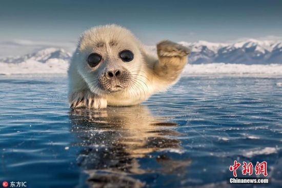 2018111ձ(ʱ䲻)˹¶鵺56ӰʦSergey AnisimovڵصıӶ㵽һֻɰĺСڱϴУǿӰʦϵͷ֣ɰˡͼƬԴIC ȨƷ ת