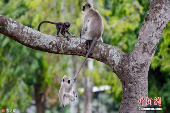 201836ձ(ʱ䲻)ӰʦNihad V Vajidaӡȿ˰ıϲϻ(Bandipur Tiger Reserve)㵽һȤƬƬһֻƤҶץסβ͵ǧβΪһֻͬĿһвͶȥʵĿ⡣ ͼƬԴIC ȨƷ ת